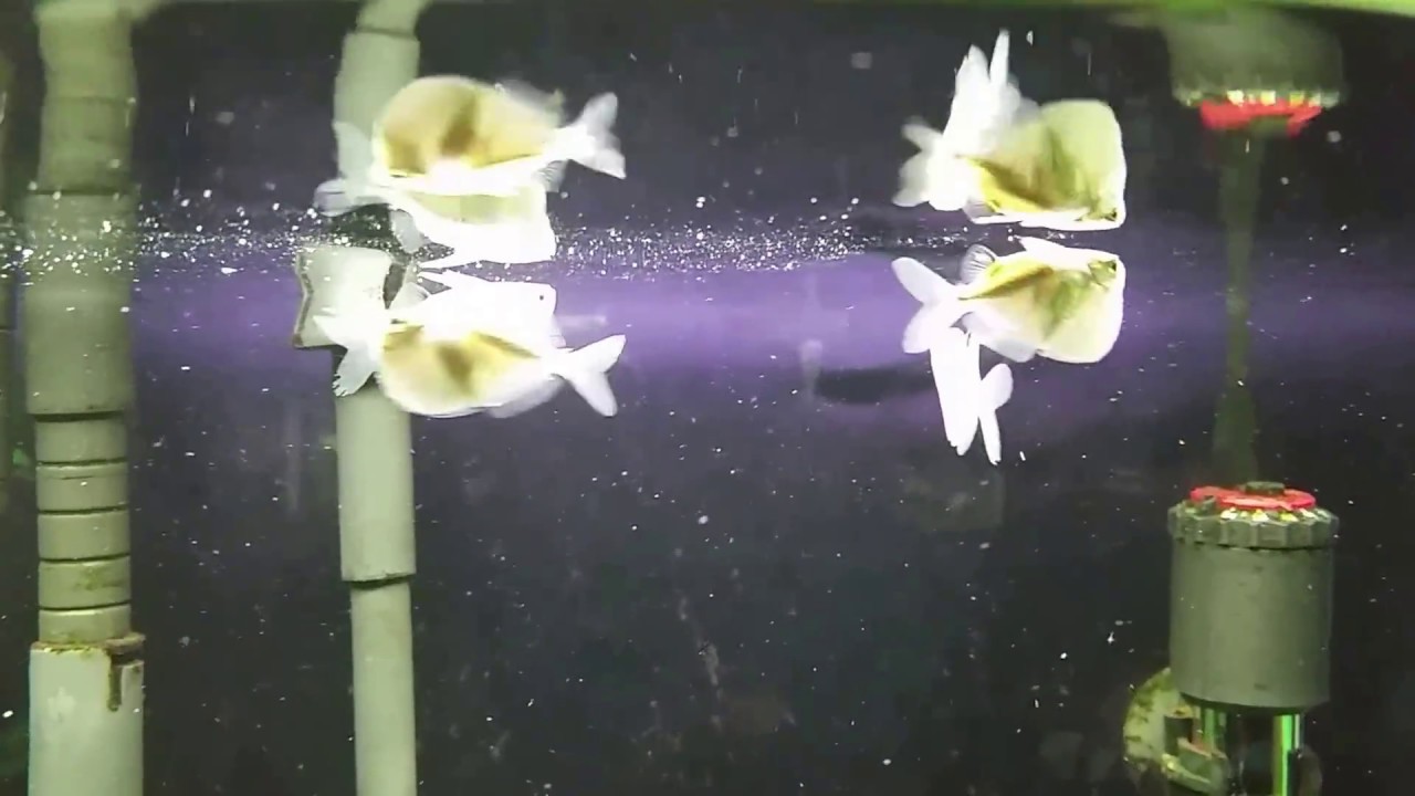 Silver Hatchetfish (Gasteropelecus sternicla)