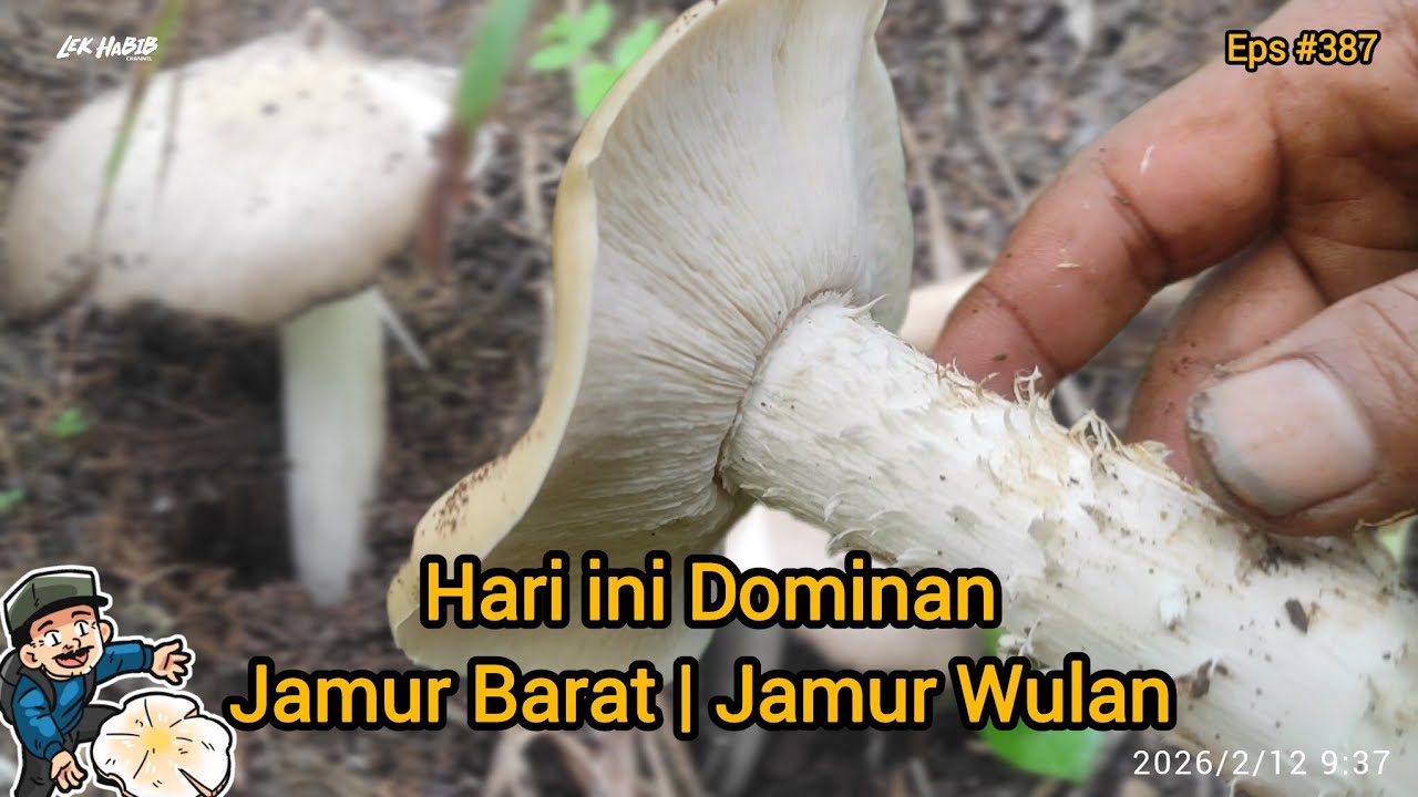 Tak di Ragukan lagi Spot Andalan Masih Banyak Jamur Barat Tukul Eps #387 