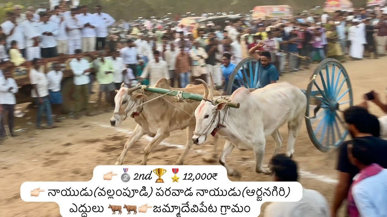 👉🏻🥈2nd🏆🎖️👉🏻నాయుడు&పరవాడ నాయుడు ఎద్దులు👉🏻జమ్మాదేవిపేట గ్రామం #video #trending #shorts #like #festival