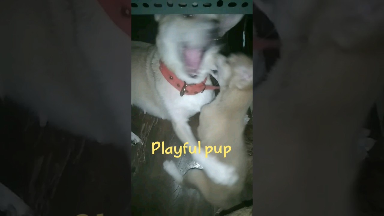 Fight play #happy #puppy #dog #poochie