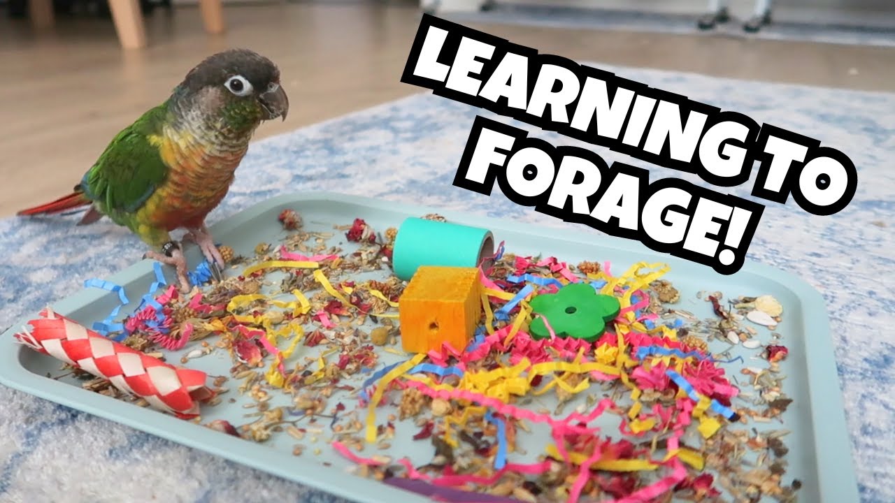 How to Teach Your Bird to Forage | Parrot Foraging Enrichment Training | BirdNerdSophie