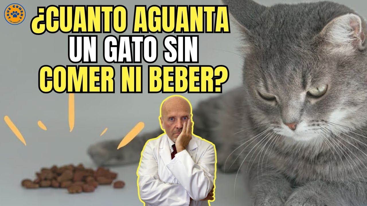 🐱 ¿CUANTO AGUANTA UN GATO SIN COMER NI BEBER? 🐱