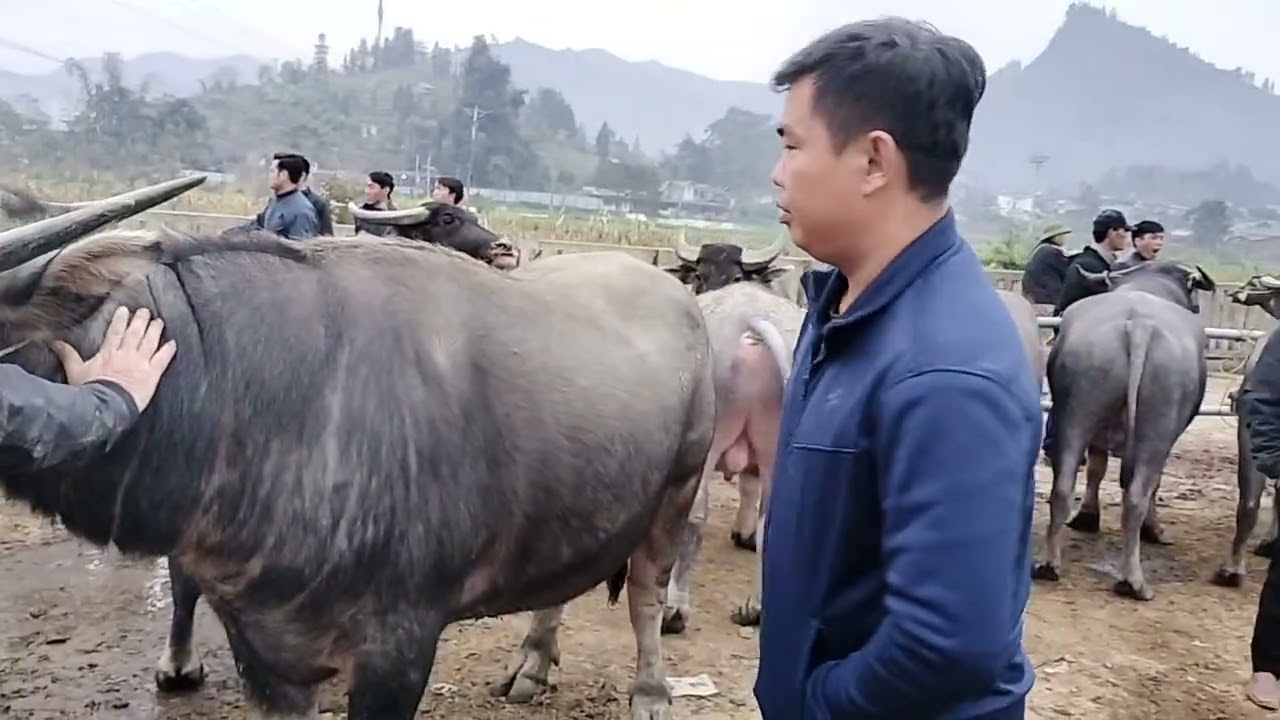 Tin tức chợ trâu lớn nhất tây băc quá nhiều trâu 
