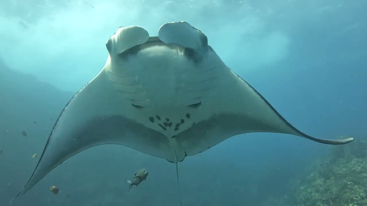 Uncut 5 Minute Manta Encounter | Socorro Liveaboard