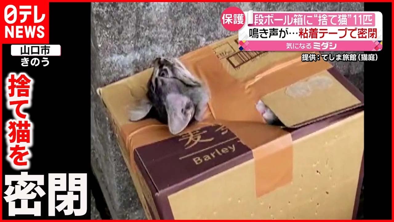 【捨て猫】鳴き声が&hellip;段ボール箱に11匹  水もなく粘着テープで密閉