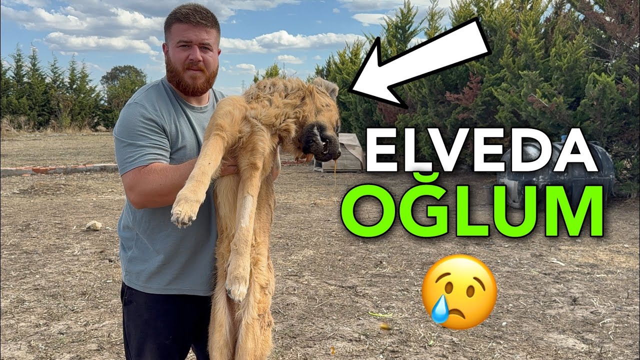 TOSUNU MAALESEF KAYBETTİK &Ccedil;OK &Uuml;ZG&Uuml;N&Uuml;M! 