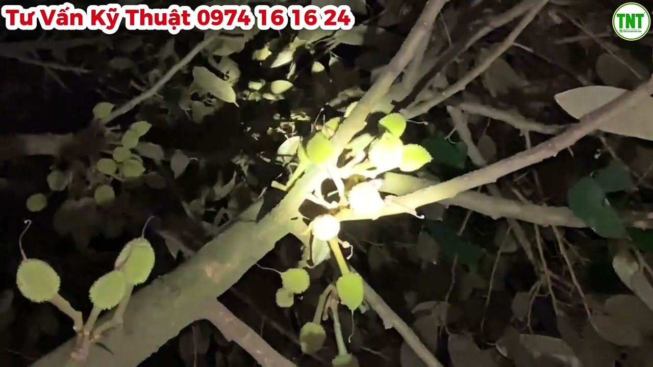 Ảnh Hưởng Của Sốc Nhiệt Làm Rụng Trái Sầu Riêng Quá Khủng - Vườn Sầu Riêng ở Ngã Bảy, Hậu Giang