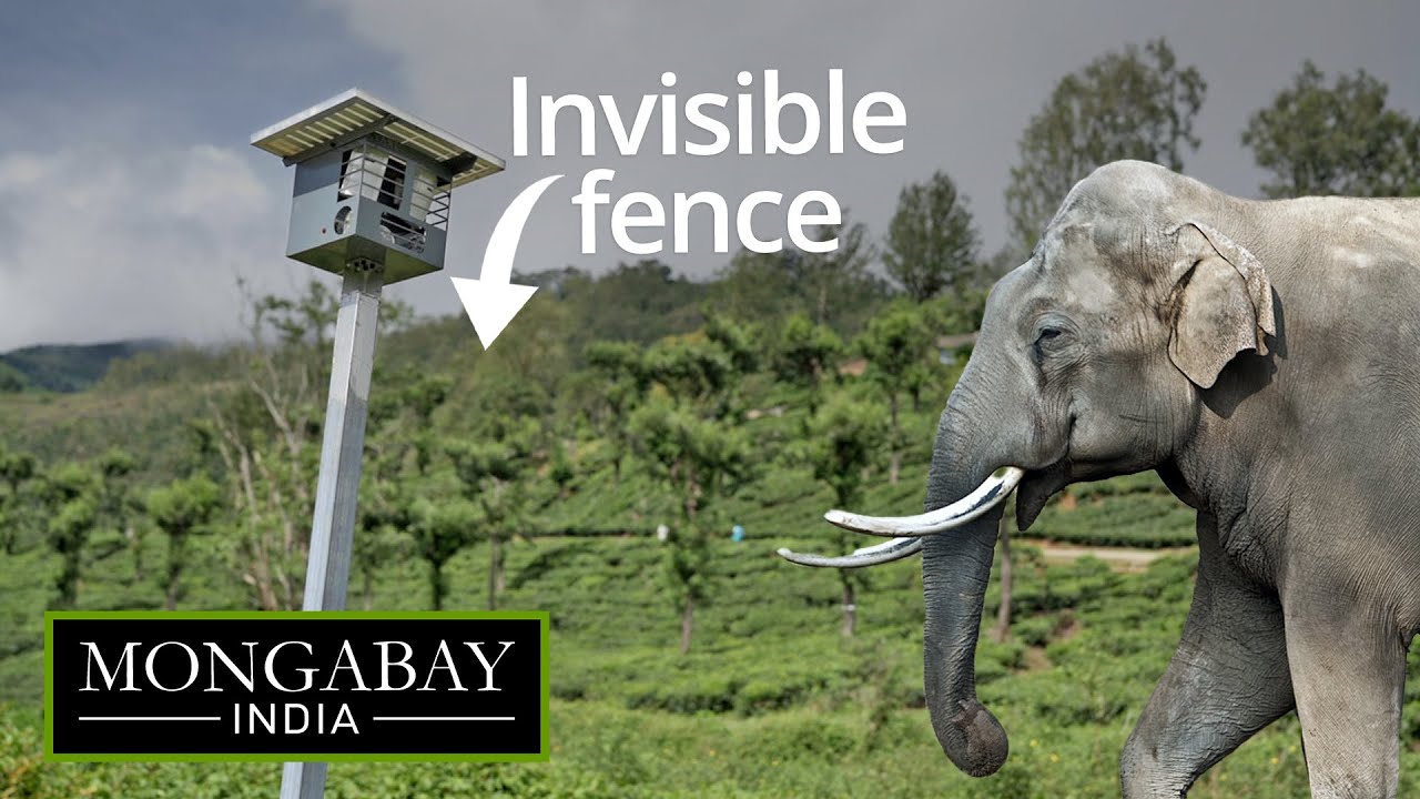 Can solar fences prevent elephant-human conflicts in Valparai?