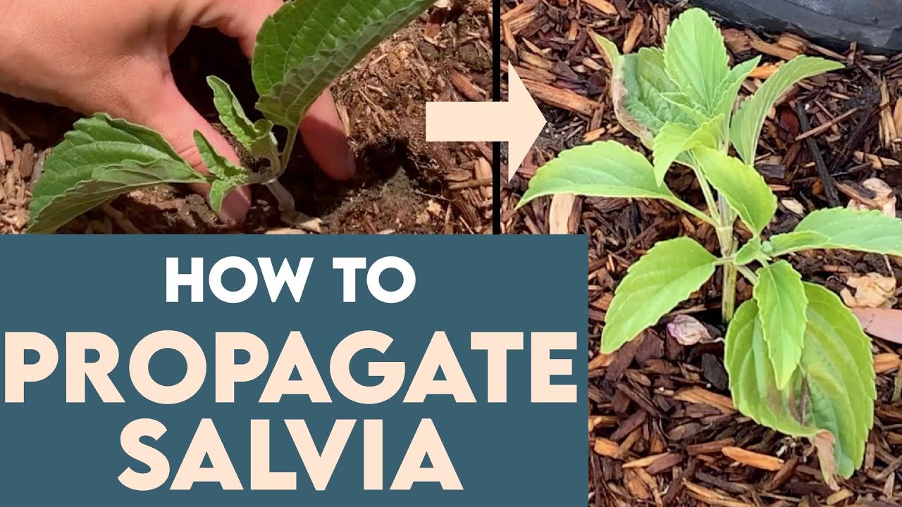 How To PROPAGATE SALVIA (Easy, For Beginners)