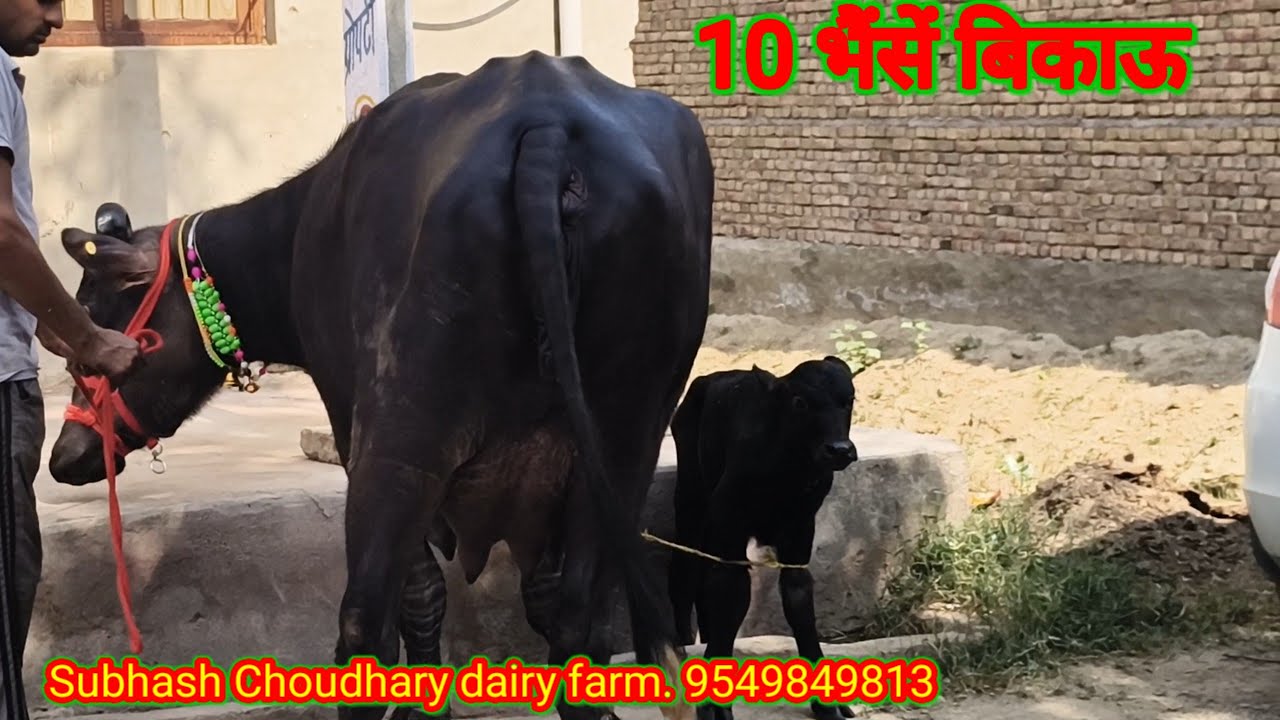 12 से 16 लीटर दूध तक कि ✅ भैंसें खरीदो 10 भैंसें बिकाऊ थोरी डेयरी फार्म श्री गंगानगर राजस्थान 