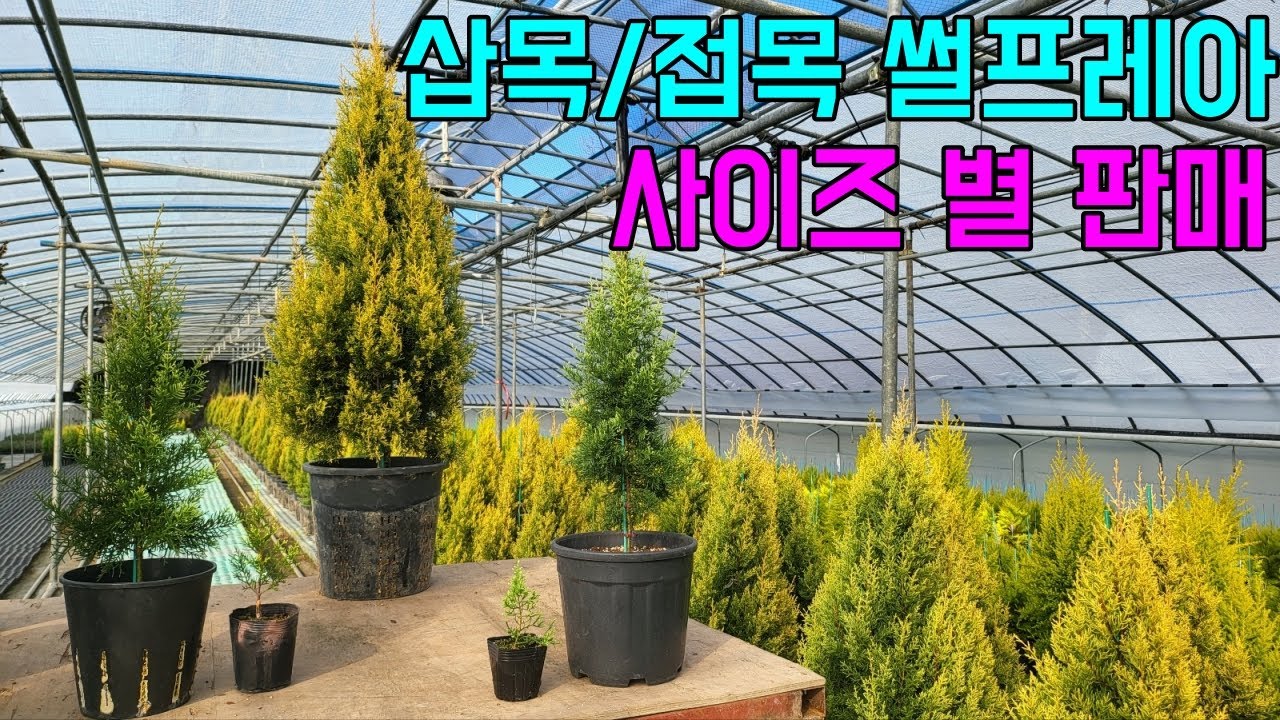 삽목/접목 썰프레아 사이즈 별 판매[문의/010 3469 1023]