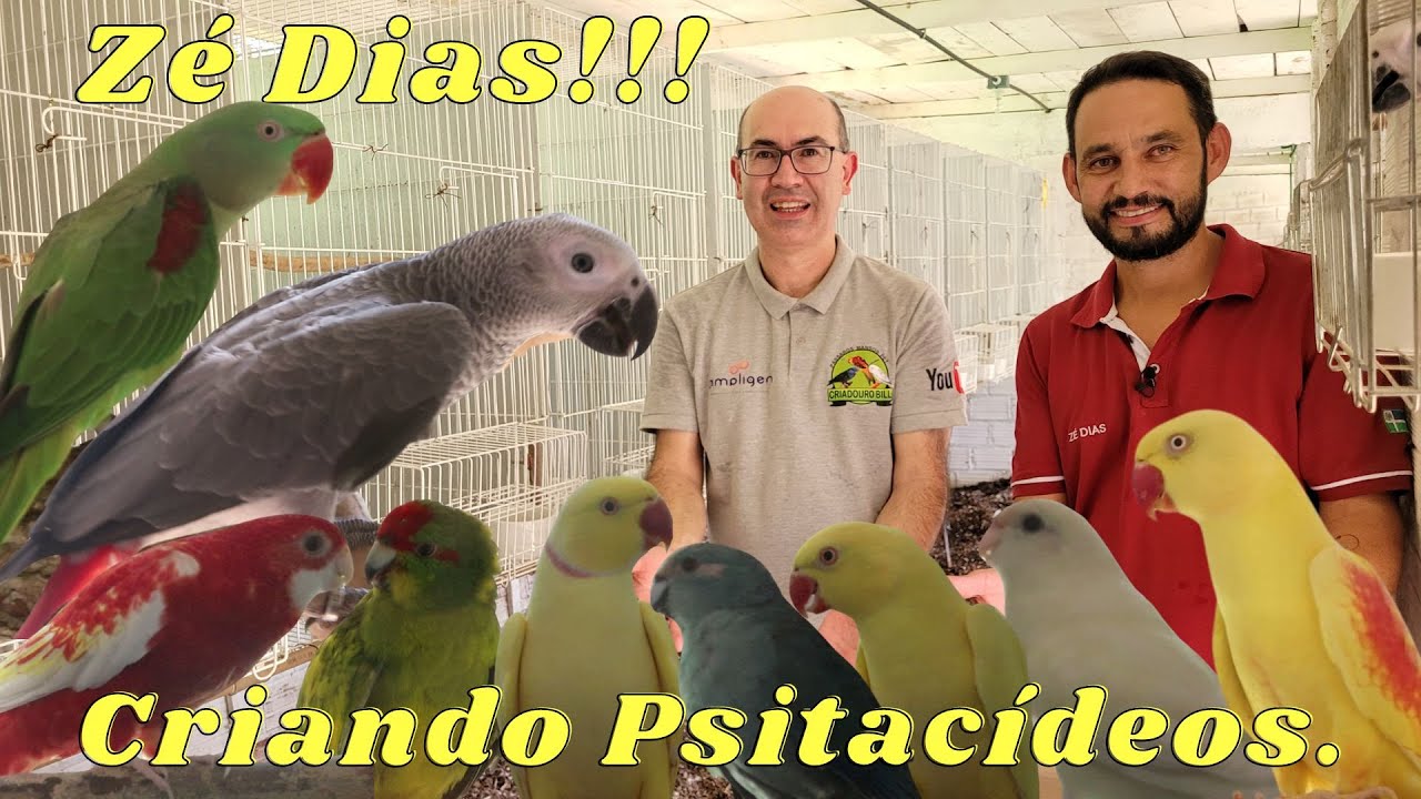 CRIADOURO ZÉ DIAS CRIANDO DE KAKARIKI À PAPAGAIO DO CONGO!!!