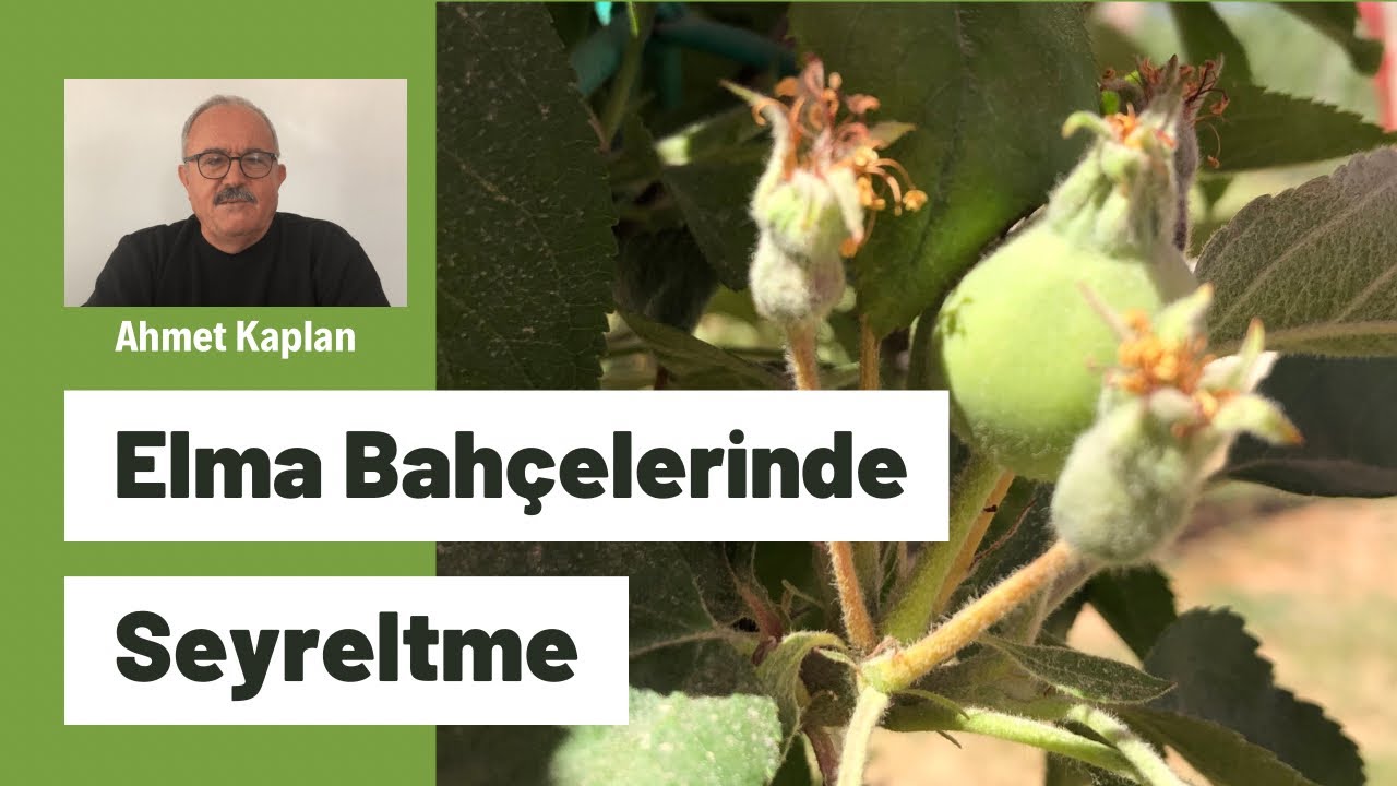 Elma Bahçelerinde Seyreltme