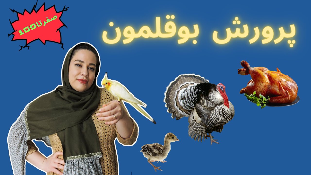 پرورش بوقلمون (صفر تا صد) | جوجه کشی بوقلمون و فواید گوشت بوقلمون و پرورش جوجه بوقلمون