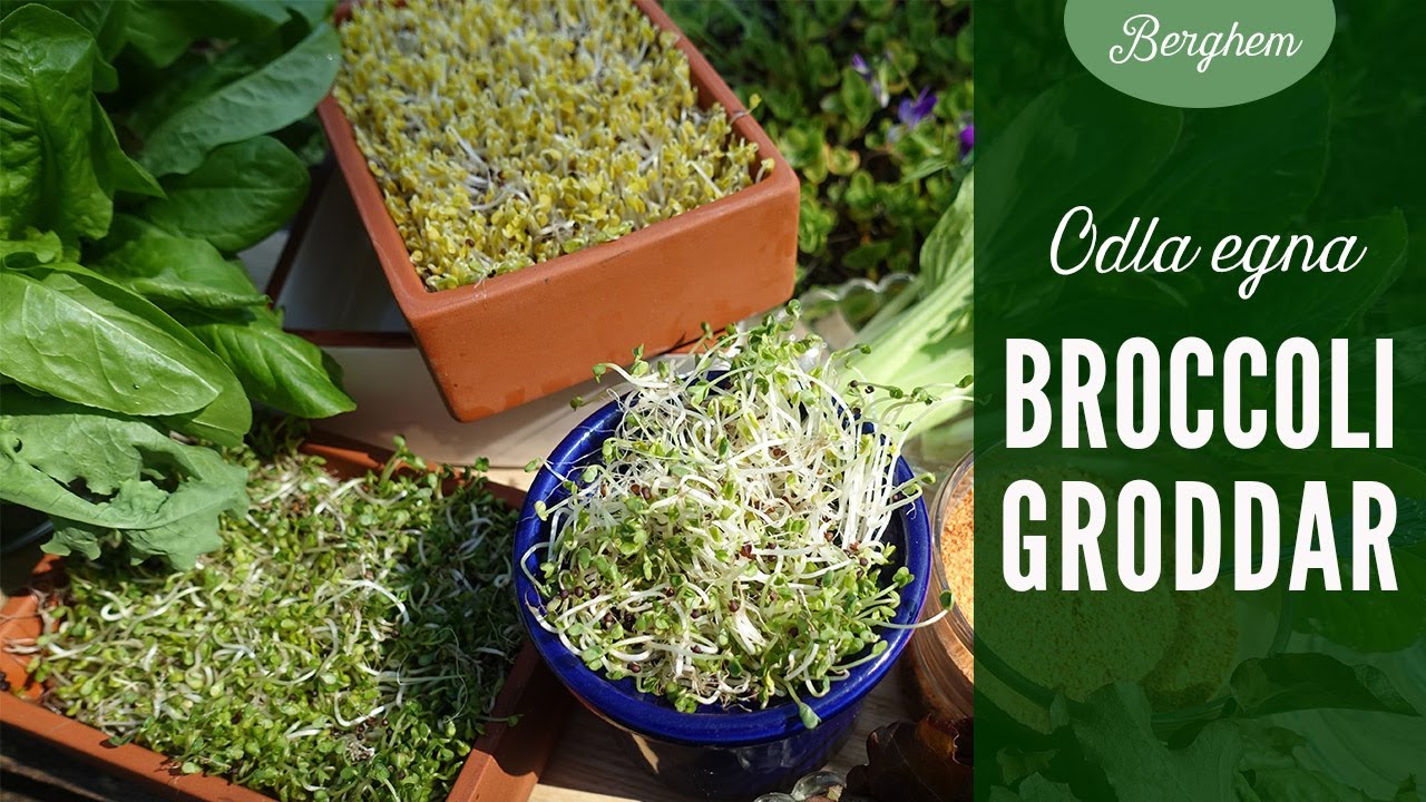 Groddar av broccoli