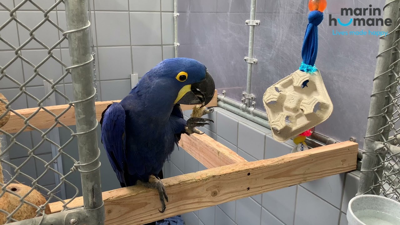 Parrot Rescue at Marin Humane