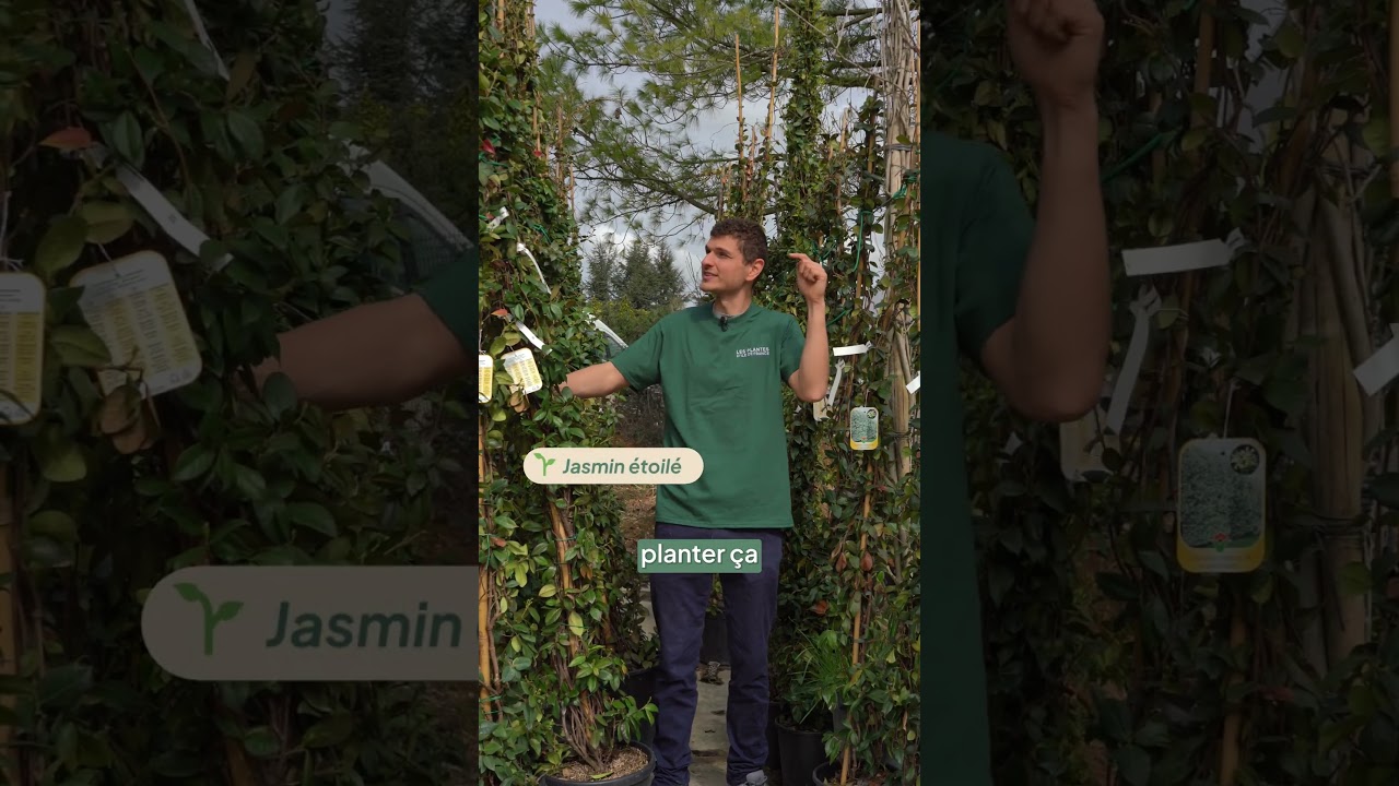Le jasmin &eacute;toil&eacute; grimpant ou Trachelospermum jasminoides 🌿