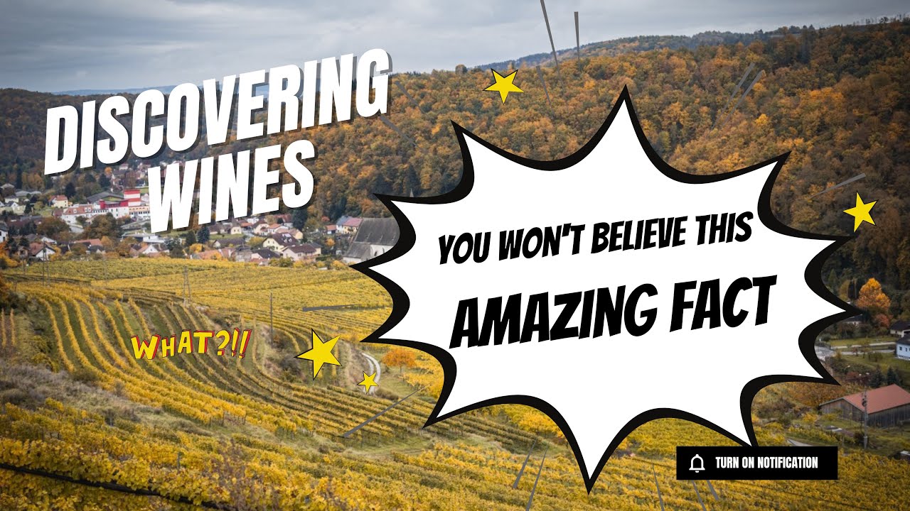Exploring Weingut Steininger: A Journey Through Langenlois Premier Winery & Cellar