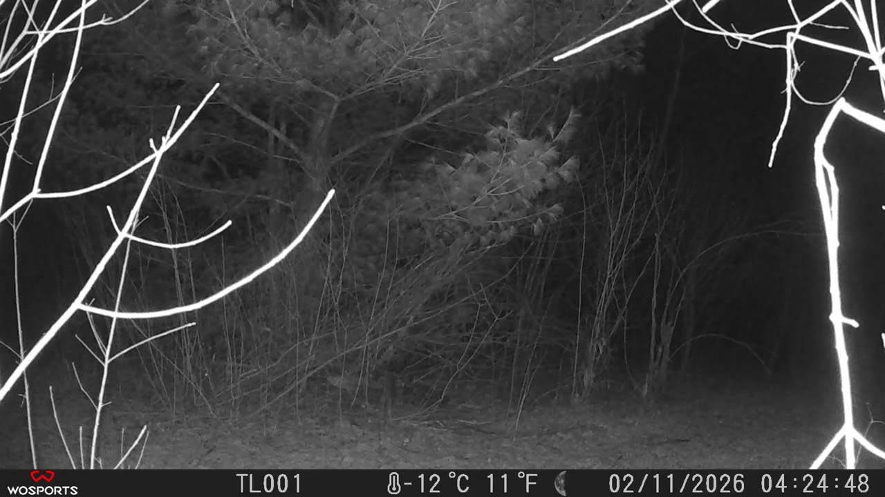 Deer Camera trail  02/11/26
