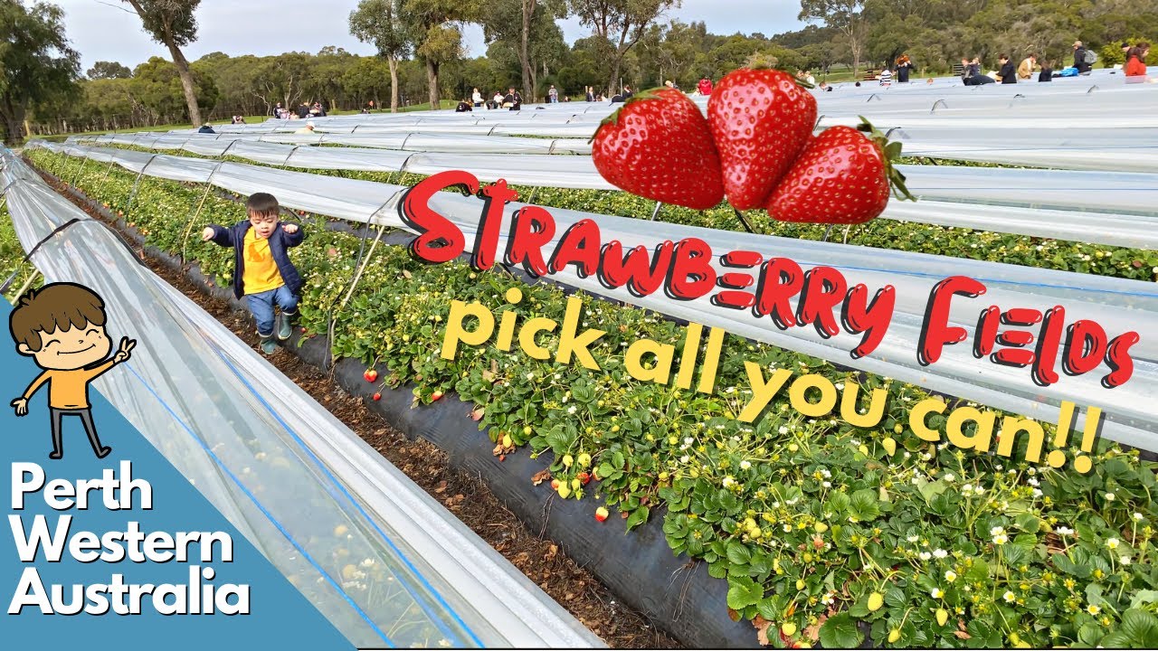 AIEL'S DIARY | STRAWBERRY PICKING IN PERTH (PICK ALL YOU CAN!)