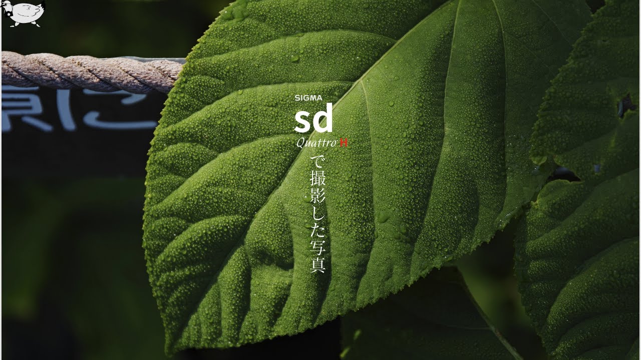 【写真】SIGMA sd Quattro Hで撮影した写真②【FOVEON】