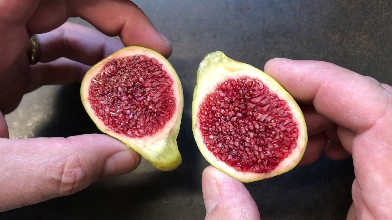 french fig farm: Col de Dame Blanc