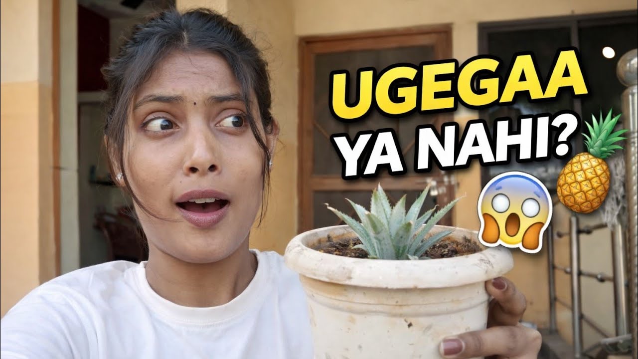 “Kya Ye Pineapple Sach Me Ugega? 😳🍍”!!!..