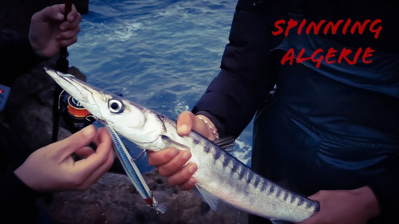 Spinning algerie 🇩🇿 : peche du barracuda au leurre. herakles long jhon