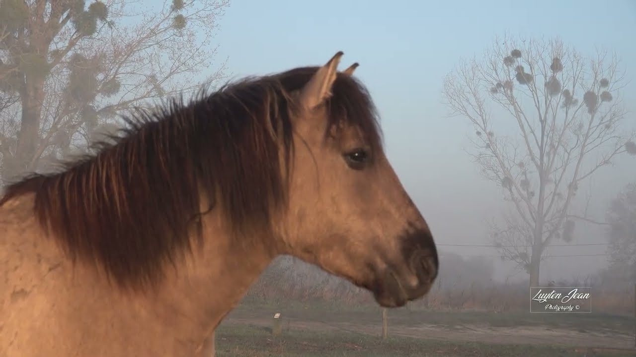 Herbricht - Konikpaarden - 05.03.2026
