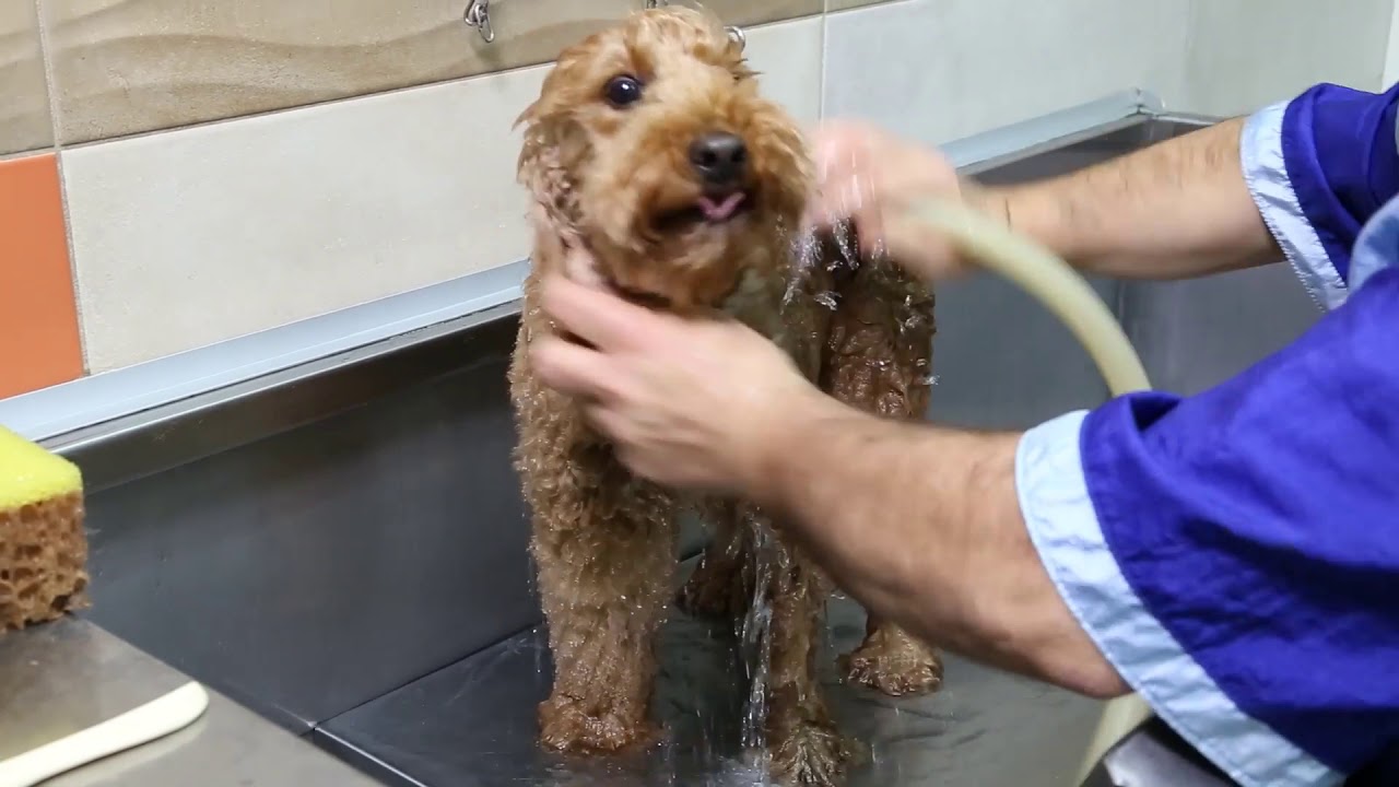 Un bel bagnetto per agevolare la muta del pelo del nostro cane in toelettatura tradizionale