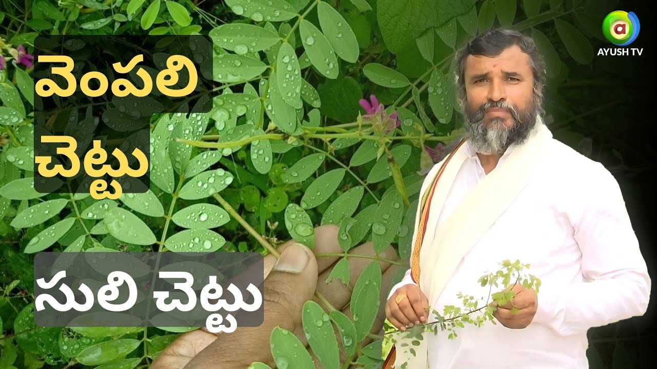 వెంపలి చెట్టు లేదా సులి చెట్టు ఆరోగ్య ప్రయోజనాలు | Tephrosia Purpurea (Vempali chettu) (Suli Chettu)