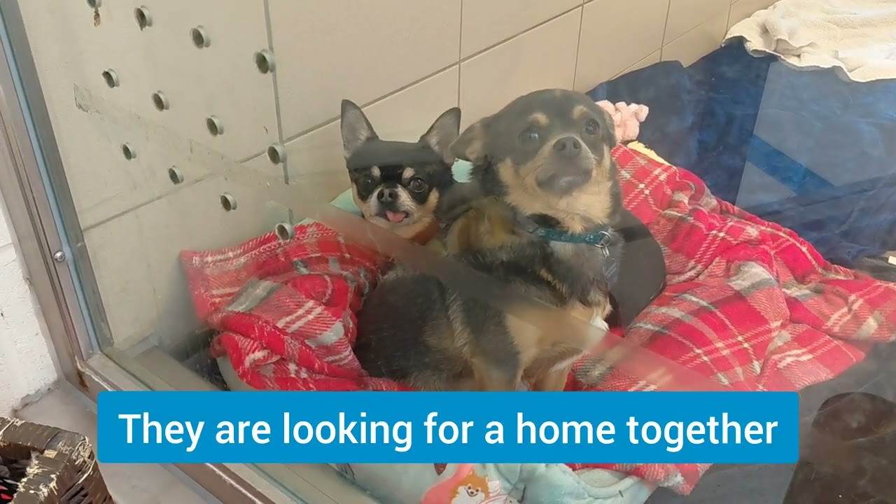 Max and Leo are typical sweet cheeky Chihuahuas looking for their forever home!