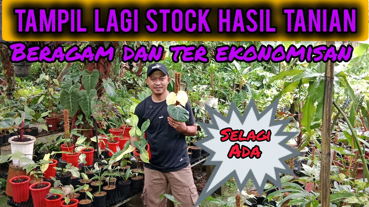 TAMPIL LAGI STOCK HASIL TANIAN BERMACAM DAN TER EKONOMIS⁉️