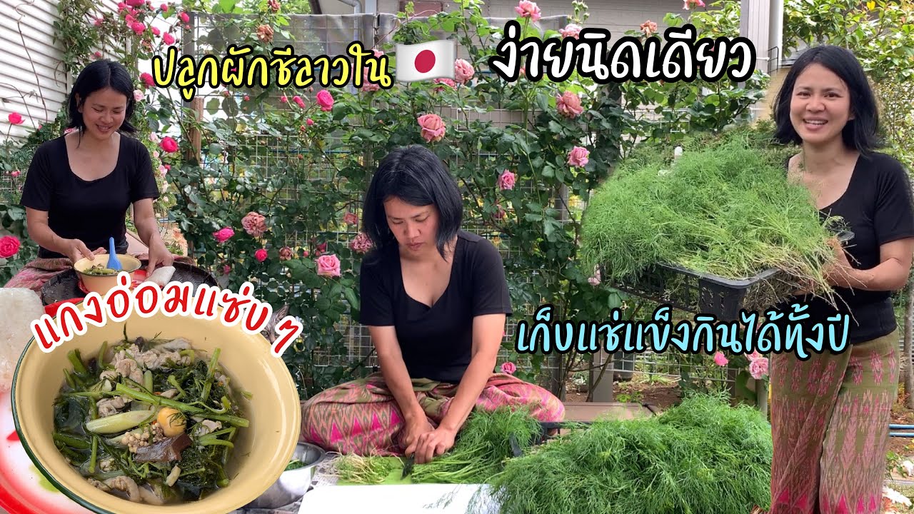 ปลูกผักชีลาวง่ายๆในญี่ปุ่น แช่แข็งไว้กินทั้งปี เก็บผักทำแกงอ่อมแซ่บๆมากินที่ระเบียงชมกุหลาบเพลินๆ