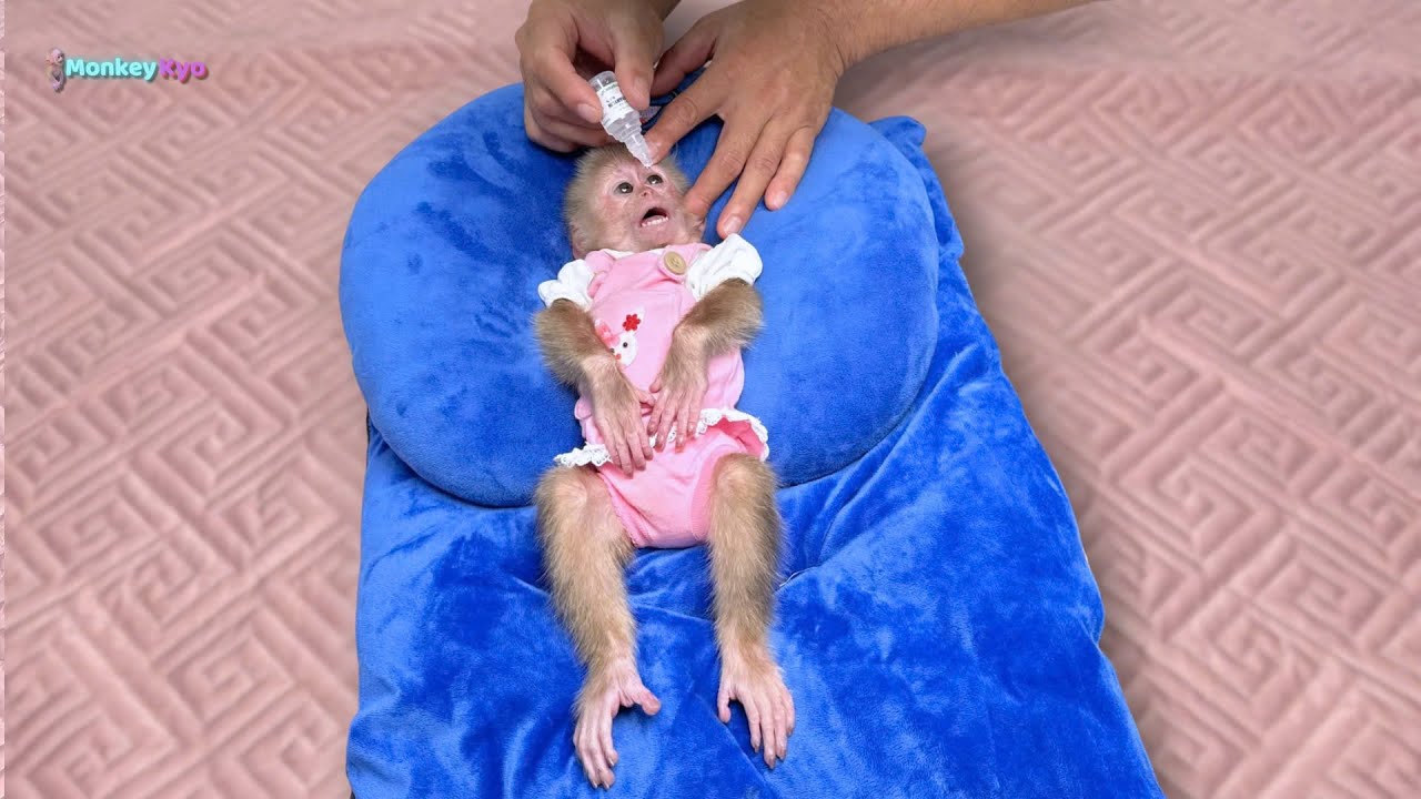 Monkey Kyo obediently takes medicine after having her eyes examined by the doctor!