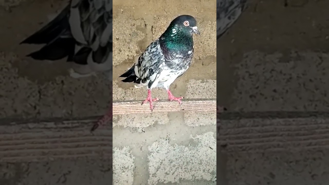 Dub Walay Pure Kasuri Breed #shorts #viral #youtubevideo #trending #ytshorts