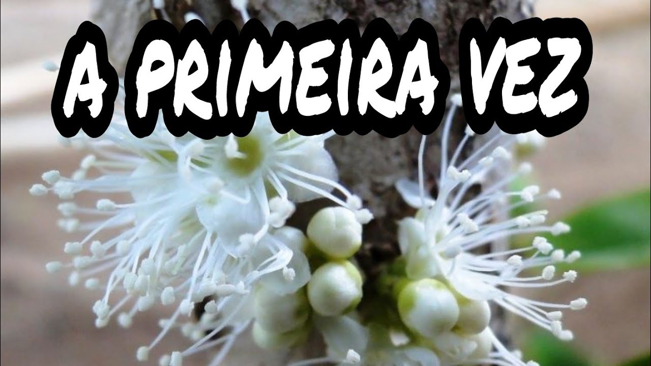 primeira flor da jabuticabeira. o que acontece??
