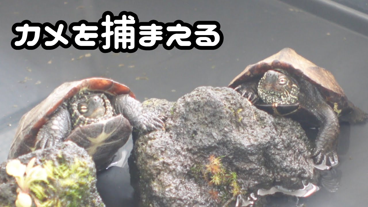 カメさんの捕まえ方