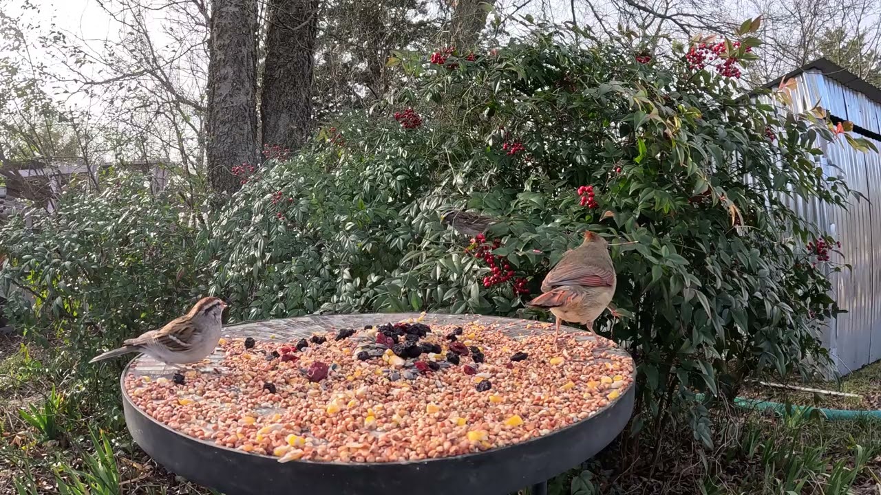 Sparrows & Cardinals