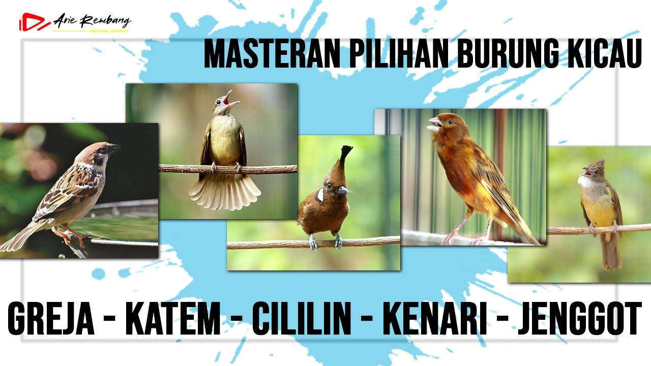 MASTERAN GREJA TARUNG - KAPAS TEMBAK - KENARI - CUCAK JENGGOT - CILILIN
