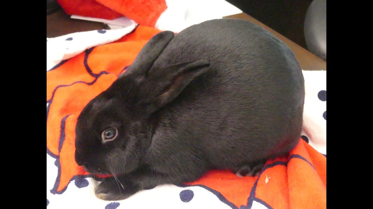 Dollar Store Rabbit First AId Kit