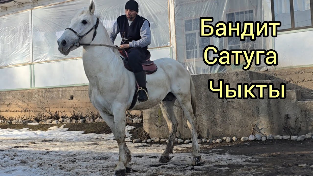Бүгүн 1 февраль  2026 Бандит Сатуга чыкты улак үйүрү таамай #кыргызстан #узбекистон #аламанулак 