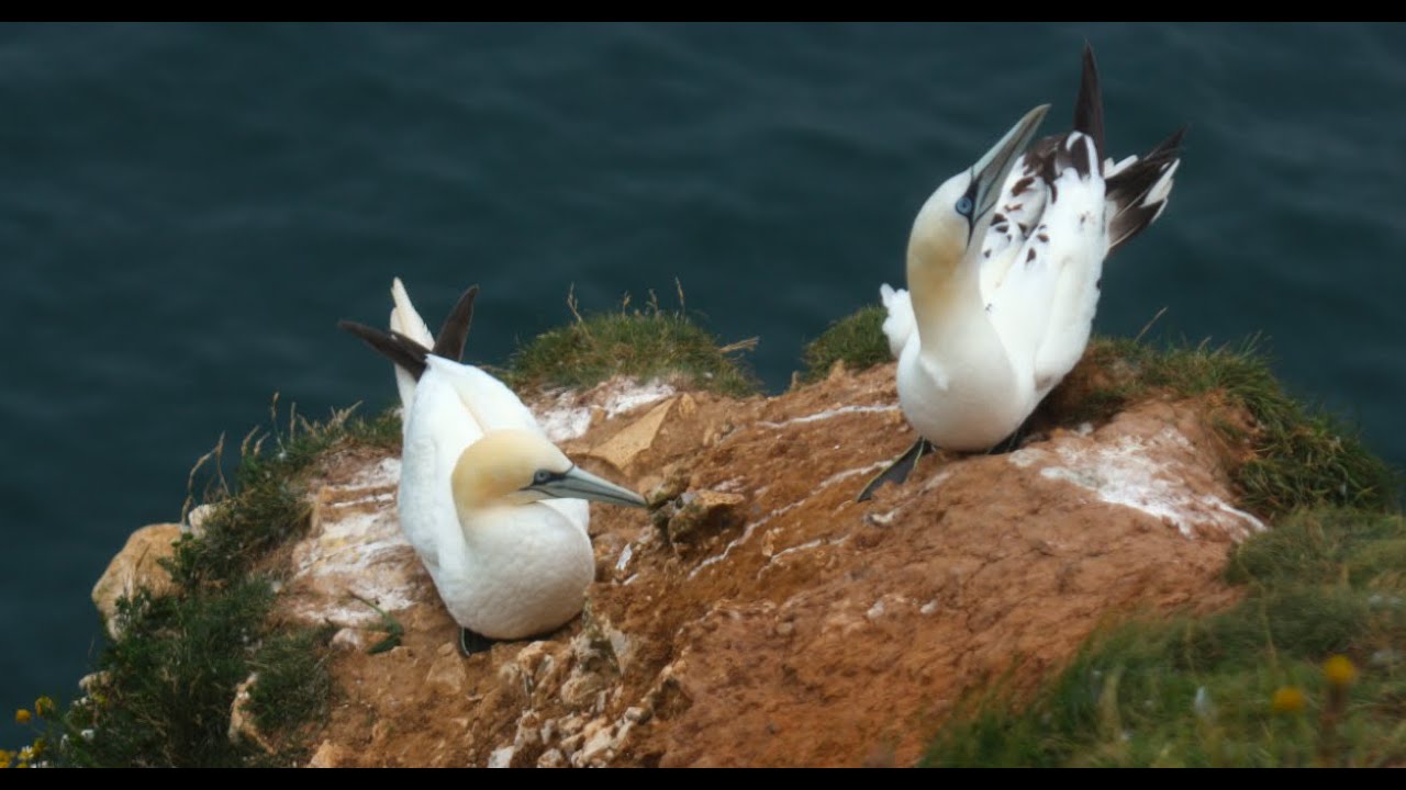 Cliffhanger Seabirds in Flight & Nesting Colonies Bempton Cliffs | Survival | Wildlife Photography
