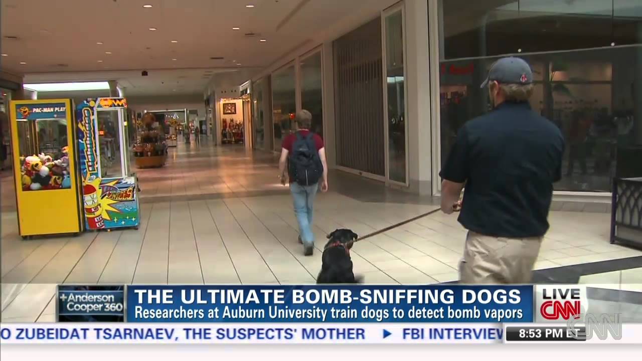 The ultimate bomb-sniffing dogs