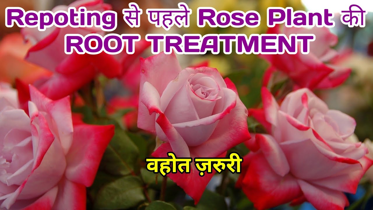 Rose Plant Root Treatment / How To Care Rose Plant Before Repotting