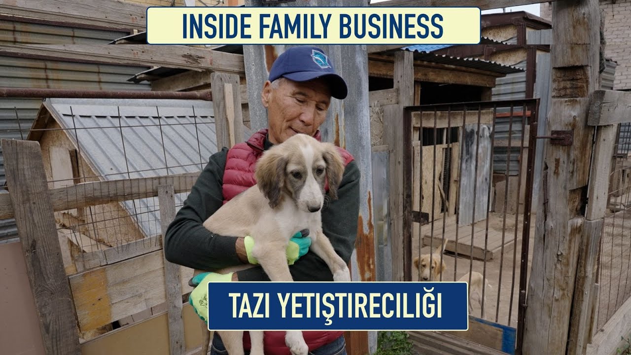 Tazı yetiştiriciliği | Inside Family Business