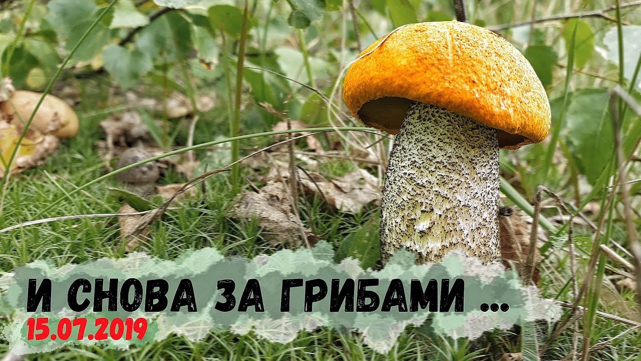 Снова в лес за грибами. Попал в грозу.