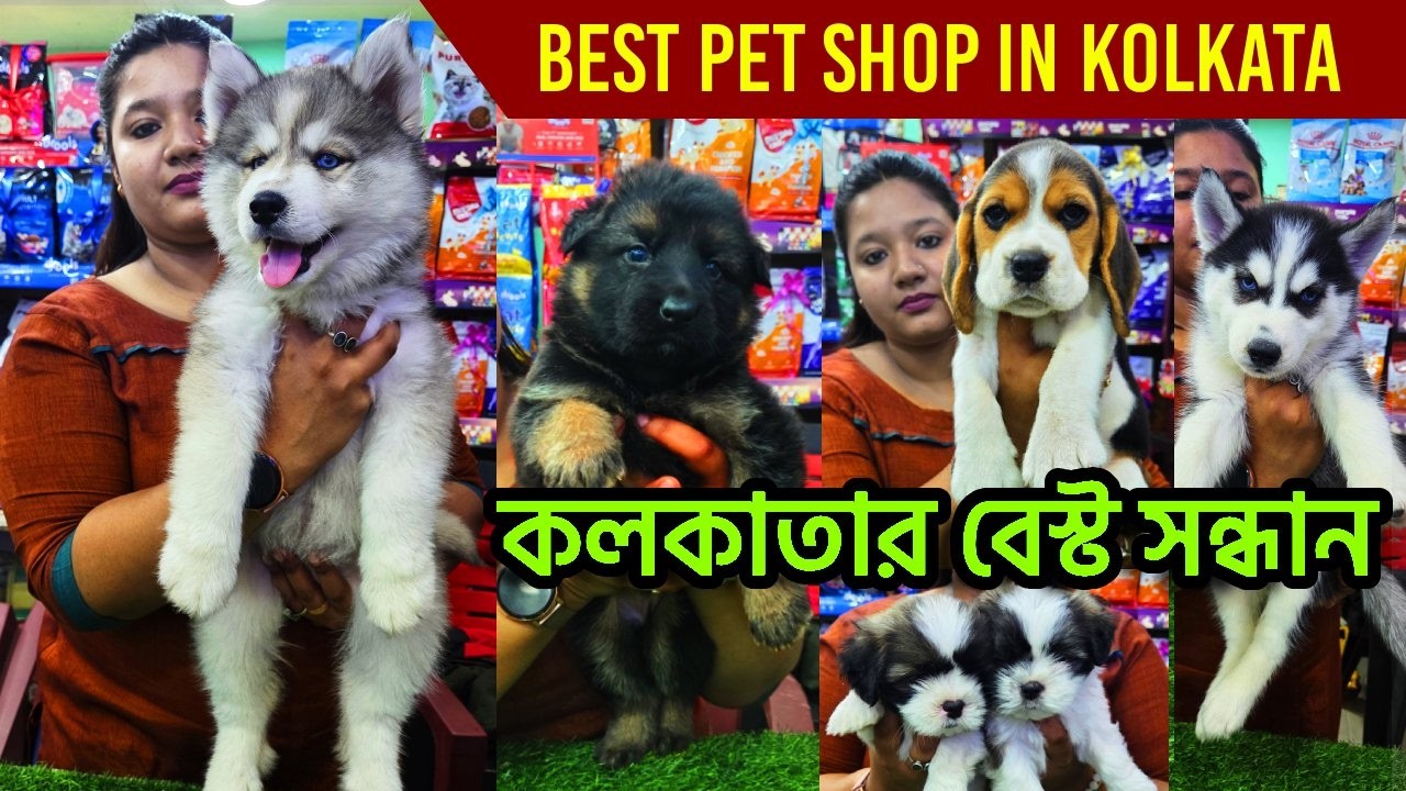 Dog market in kolkata | kolkata pet market | Recent Dog Puppy Price Update | Little Paws