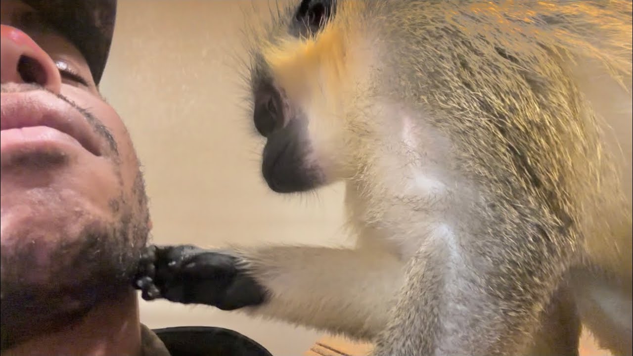 ASMR monkey Primal Stimulation Grooming, Oddly Satisfying