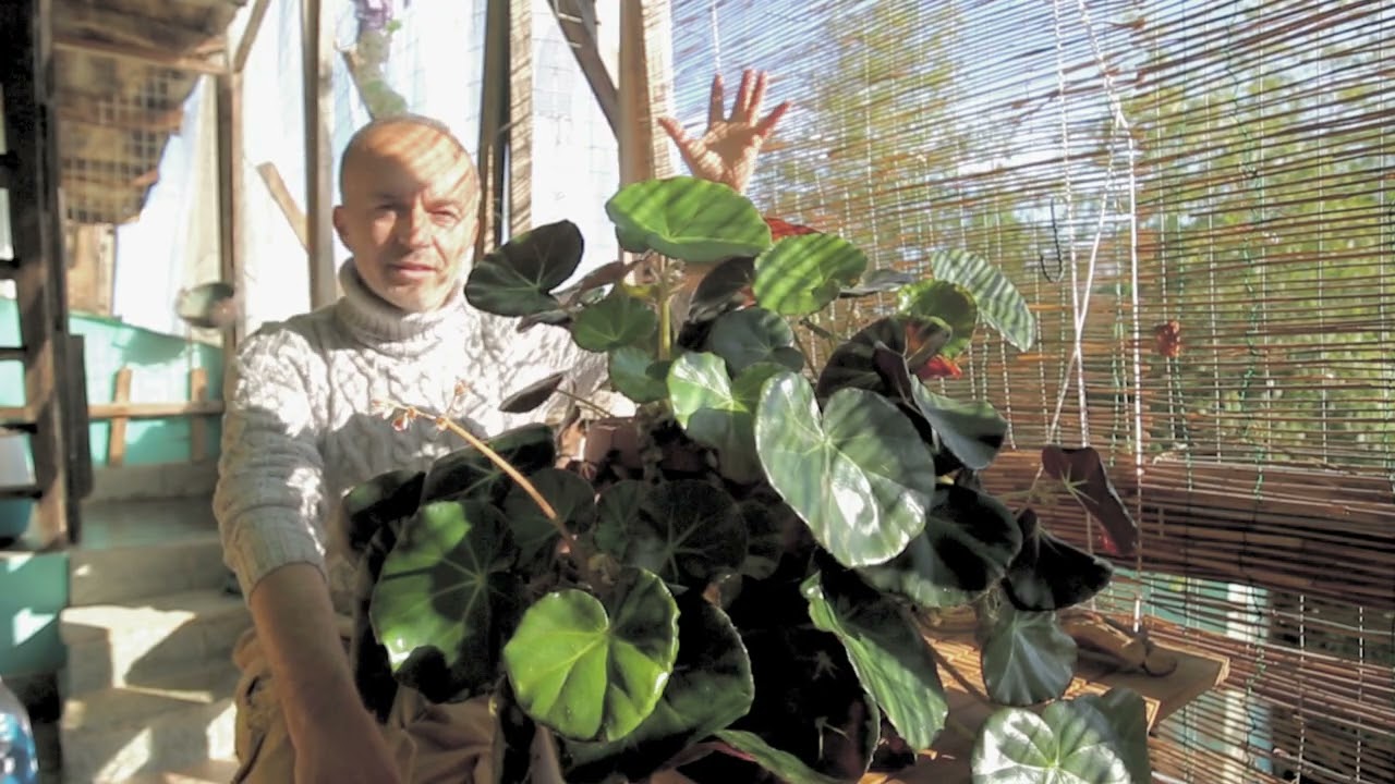 Begonia erythrophylla , la pianta staffetta.